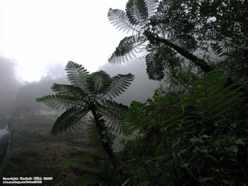 Fotografie Peas Blancas, severn Nikaragua: Exkurze v mlnm pralese na Peas Blancas, severn Nikaragua, 