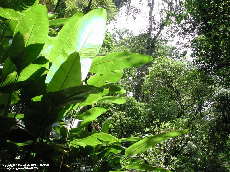 Fotografie Peas Blancas, severn Nikaragua : Exkurze v mlnm pralese na Peas Blancas, severn Nikaragua , 