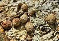 Jehlice ježovky Tylocidaris sorigneti (Desor) z turonského vápnitého konglomerátu z lokality Chrtníky. Foto D. Smutek, Daniel Smutek, 2010