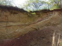 deluvioeolick sedimenty, fosiln pdy, sprae, Pavla Tomanov Petrov, 2021