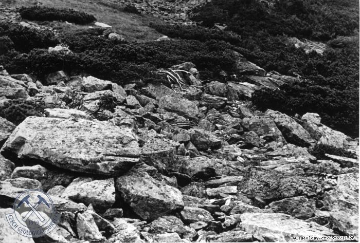Fotografie : Sklaní moře v kleči, snímek z Tereziny stezky., Obří důl