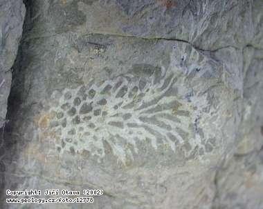 Fotografie Detail korlu rodu Hillaepora: Detail korlu rodu Hillaepora, Rokle u tajgrovy jeskyn