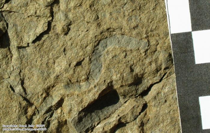 Fotografie Ichnofosilie Nereites: Ichnofosilie rodu Nereites, Lodnice - vinice