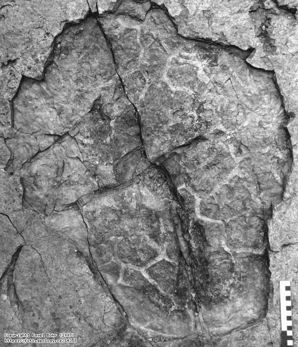 Fotografie Ichnofosilie Thallassinoides: Ichnofosilie rodu Thallassinoides, Lodnice - vinice