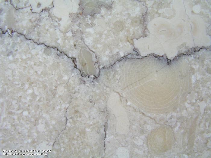 Fotografie Stylolit: Stylolit poruujc zkamenlinu numulita, 