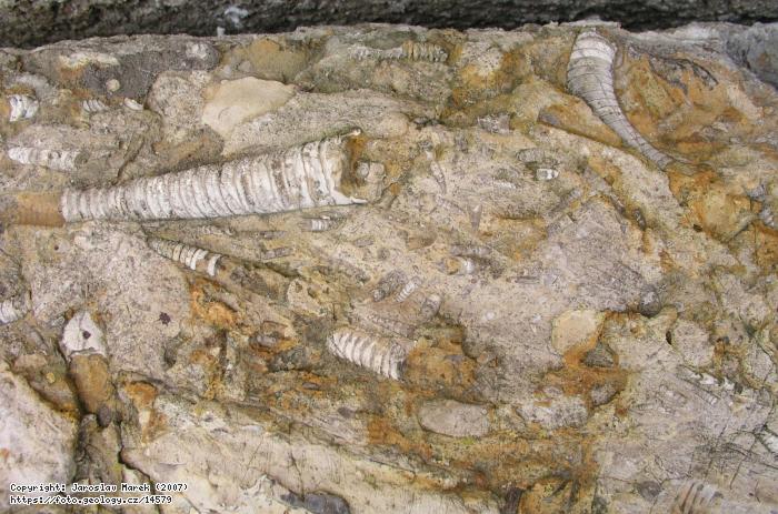 Fotografie : orthocerov vpenec, lom Kosov