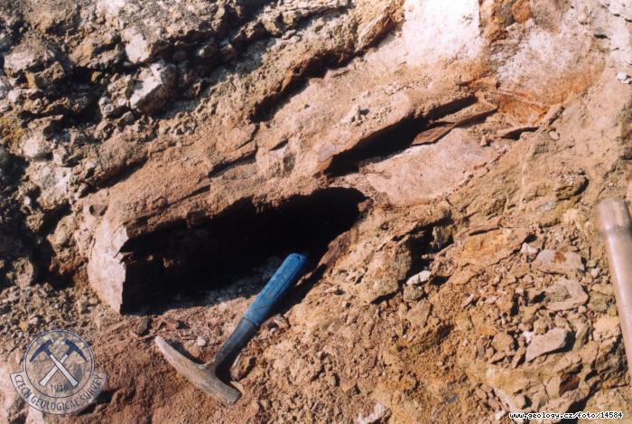 Fotografie Kmen v laharu: Fosilizovaný kmen v uloženinách laharu, Kadaň
