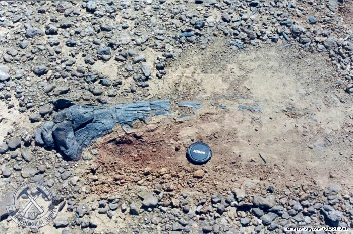 Fotografie Dinosau kost: Dinosau relikt ve svrchnokdovch sedimentech, Zaaltajsk Gobi - Ekhin Gol