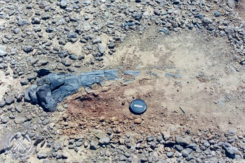 Fotografie Dinosau kost: Dinosau relikt ve svrchnokdovch sedimentech, Zaaltajsk Gobi - Ekhin Gol