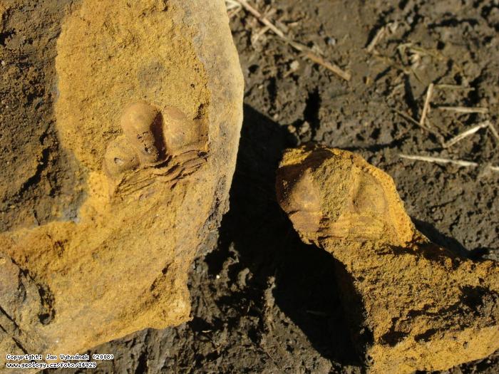 Fotografie Deanaspis: Zkamenělina trilobita rodu Deanaspis ve vápnité konkreci, Zahořany, pole směrem k Berounu