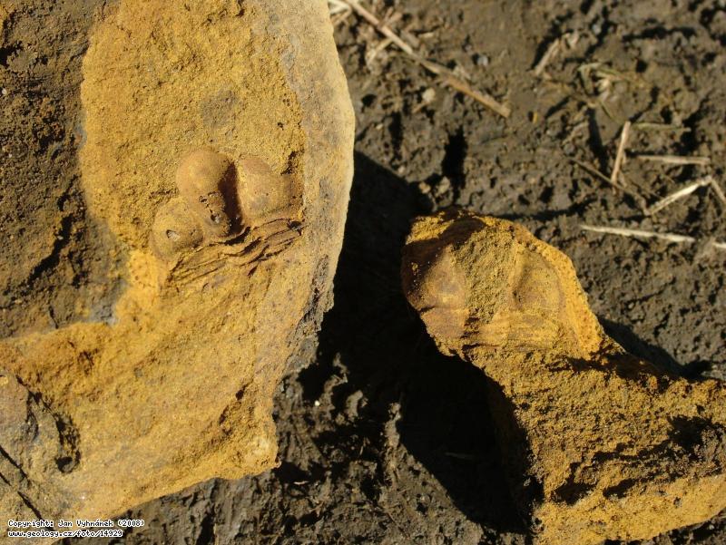 Fotografie Deanaspis: Zkamenělina trilobita rodu Deanaspis ve vápnité konkreci, Zahořany, pole směrem k Berounu