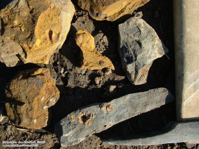 Fotografie Zkameněliny: Zkameněliny vinického souvrství, Zahořany, pole směrem k Berounu