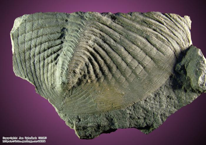 Fotografie Trilobit Megasaphus: Zkamenlina trilobita rodu Megasaphus, Zahoansk stratotyp