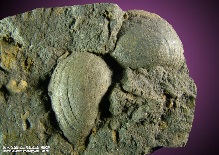 Fotografie Fosiln ml: Zkamenlina mle, Zahoansk stratotyp