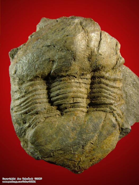 Fotografie Trilobit Stenopareia panderi: Zkamenlina trilobita Stenopareia panderi, Krlv Dvr