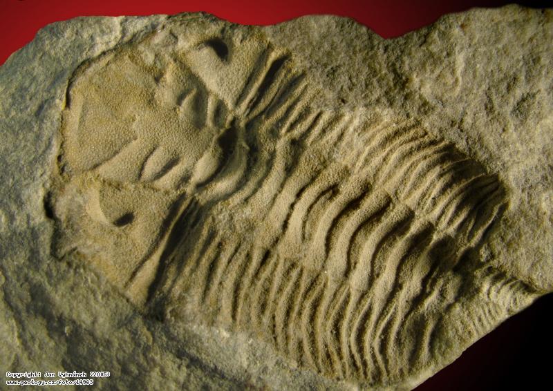 Fotografie Dalmanitina socialis: Zkamenělina trilobita Dalmanitina socialis, Zahořany, svahy Dědu
