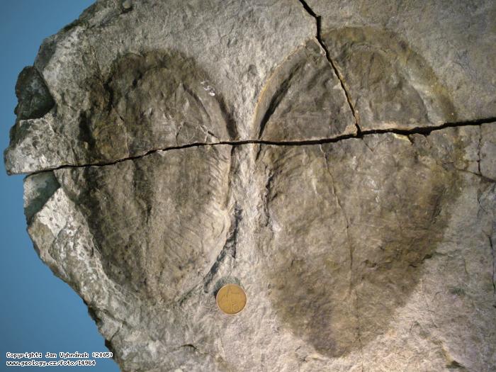 Fotografie Trilobiti Megasaphus: Zkamenliny trilobit rodu Megasaphus, Hj u Zahoan
