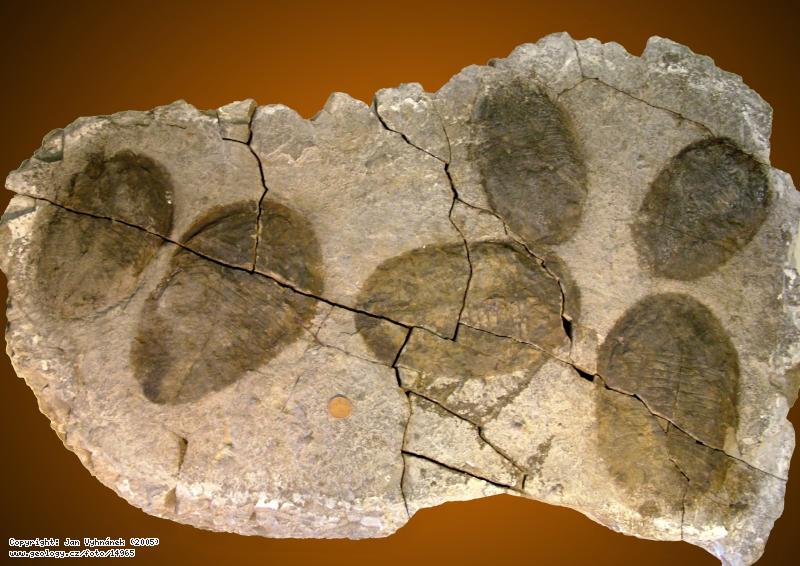 Fotografie Trilobiti Megasaphus: Zkamenliny trilobit rodu Megasaphus, Hj u Zahoan