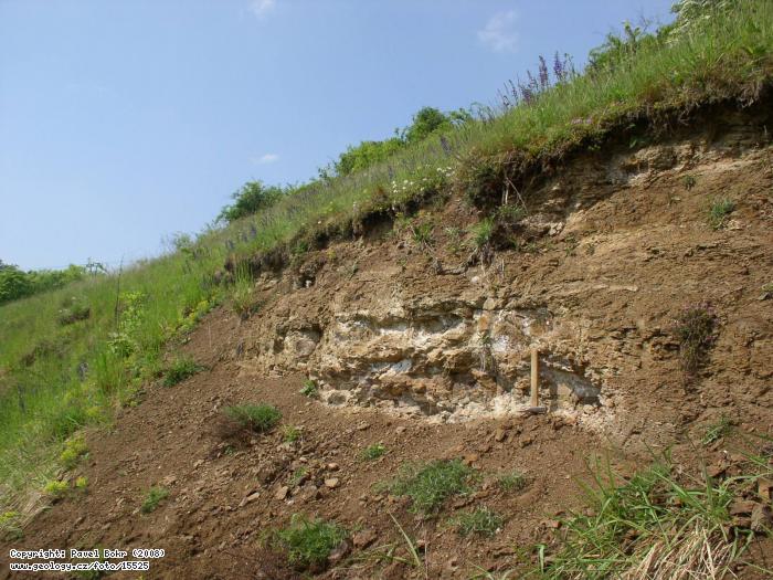 Fotografie Dvrce: Dvrce - okryv fosilifrnch sladkovodnch vpnitch oek v tufitech, Dvrce