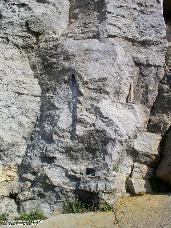 Fotografie Neptunick la: Neptunick la ve stn Houbova lomu ped vchodem do Konpruskch jeskyn, Houbv lom (ped vchodem do Konpruskch jeskyn)