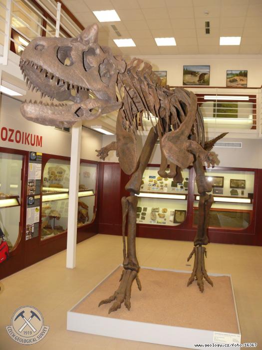 Fotografie Carnotaurus: Kostra dinosaura: Carnotaurus, Chlupovo muzeum historie Zem PF UK