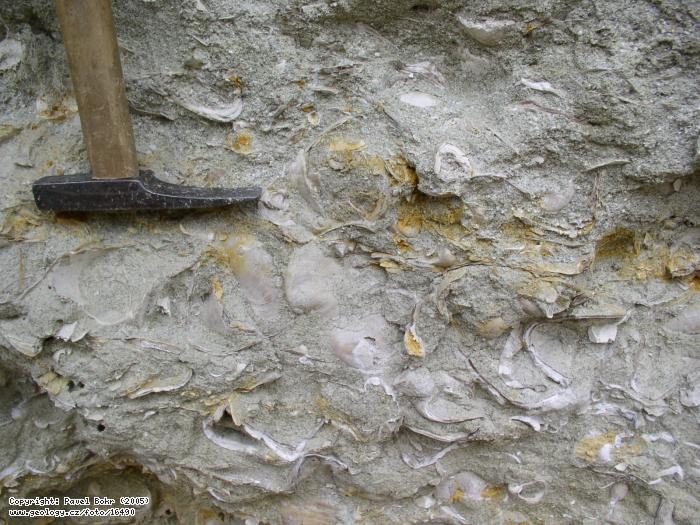 Fotografie Zkamenl stice: Kdov cenomansk pskovce s hojnmi zkamenlinami stic u ervench Peek, erven Peky