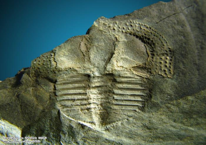 Fotografie Zkamenělina trilobita: Zkamenělina trilobita Deanaspis seftenbergi, Beroun - Na Vinici