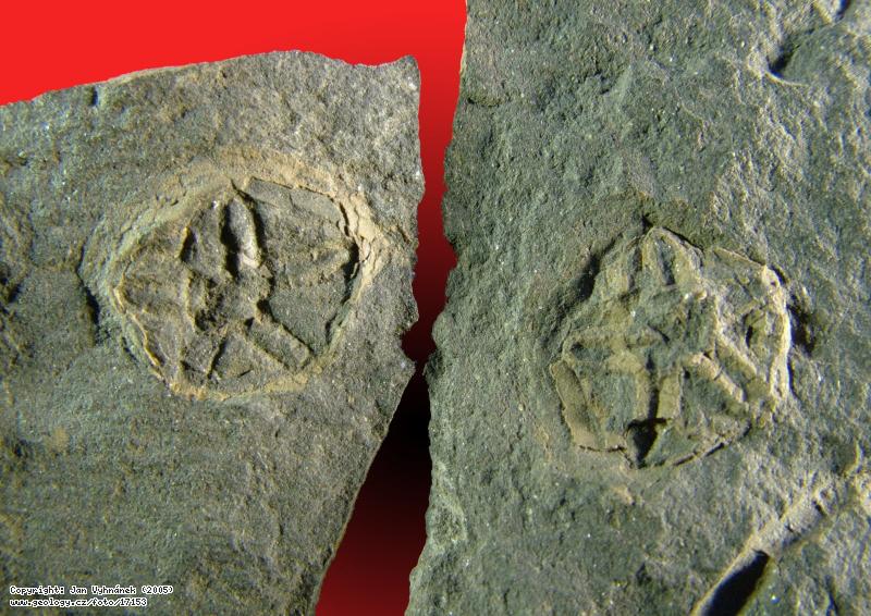 Fotografie Zkamenlina terovce: Zkamenlina terovce Hemicystites, Zahoansk stratotyp