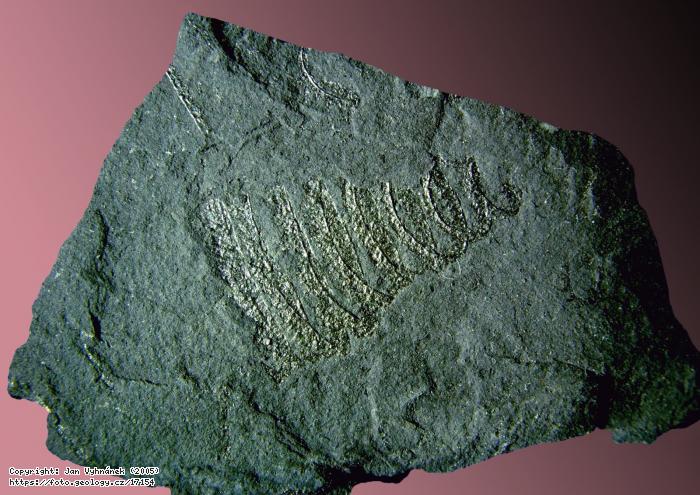 Fotografie Zkamenlina graptolita: Zkamenlina graptolita Spirograptus, Lom Kosov u Berouna