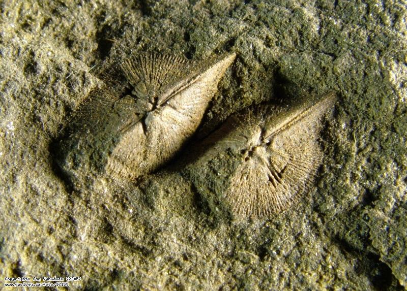 Fotografie Zkamenlina ramenonoce: Zkamenlina ramenonoce Aegiromena, Vkop plynu u Zahoanskho stratotypu