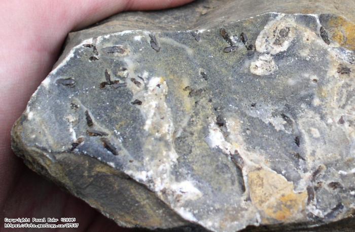 Fotografie Zhnda ve vpenci : Zhnda ve vpenci v lomu Kosov u Berouna, Lom Kosov u Berouna