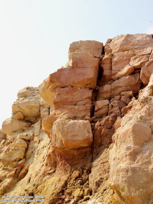 Fotografie Kdov pskovce: Kdov pskovce v lomu Brnk u Kostelce nad ernmi lesy, Lom Brnk u Kostelce nad ernmi lesy