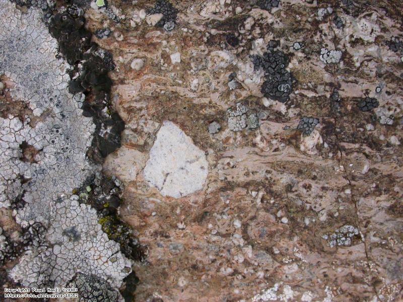 Fotografie Ignimbrit: Ryolitov� fragment v ignimbritu, D�agir�aj, Azerbajd��n, D�agir�aj