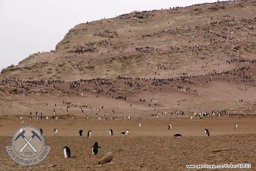 Fotografie Kolonie Tuk kroukovch: Kolonie Tuk kroukovch, Antarktida