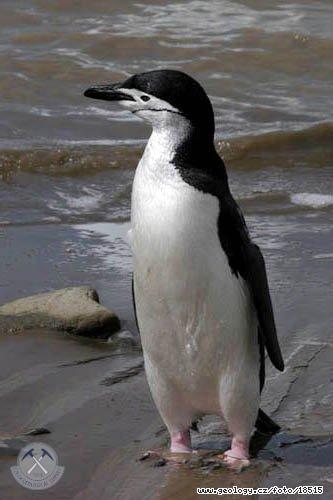 Fotografie Tuk uzdikov: Tuk uzdikov, Antarktida