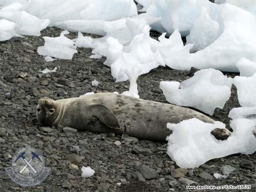 Fotografie Lenoen na pli: Lenoen na pli, Antarktida