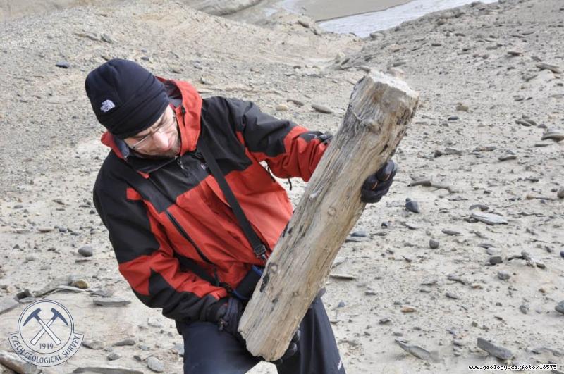 Fotografie Fosiln kmen: Radek Vodrka s nalezenm fosilizovanm kmenem, Antarktida