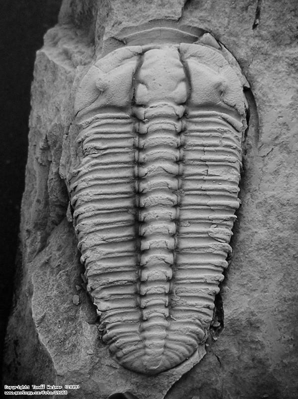 Fotografie Ptychoparia striata: Trilobit Ptychoparia striata, Jince (přesná lokalita neznámá)