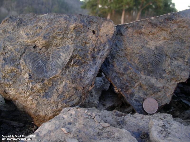 Fotografie Trilobit Megasaphus: Zkamenlina trilobita rodu Megasaphus, Zahoansk stratotyp