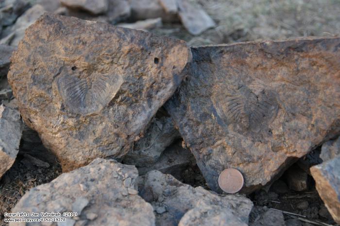 Fotografie Trilobit Megasaphus: Zkamenlina trilobita rodu Megasaphus, Zahoansk stratotyp