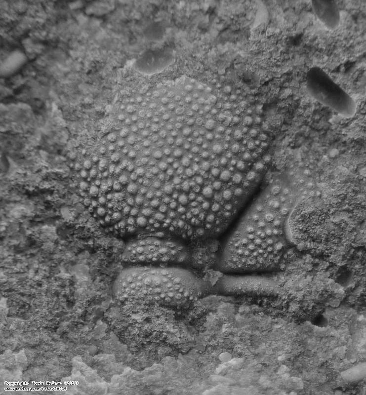 Fotografie Phacops (Phacops) granulatus: Trilobit Phacops (Phacops) granulatus, dol ky v Moravskm krasu