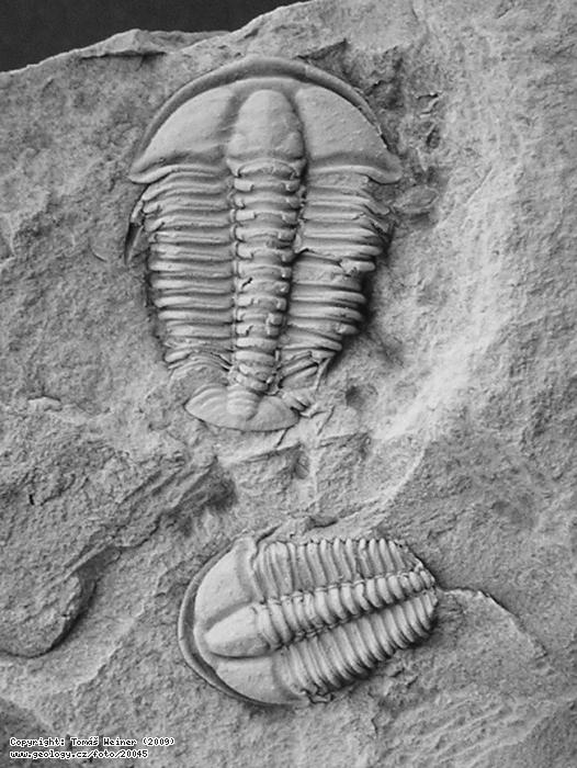 Fotografie Conocoryphe sulzeri: Trilobit Conocoryphe sulzeri, Jince