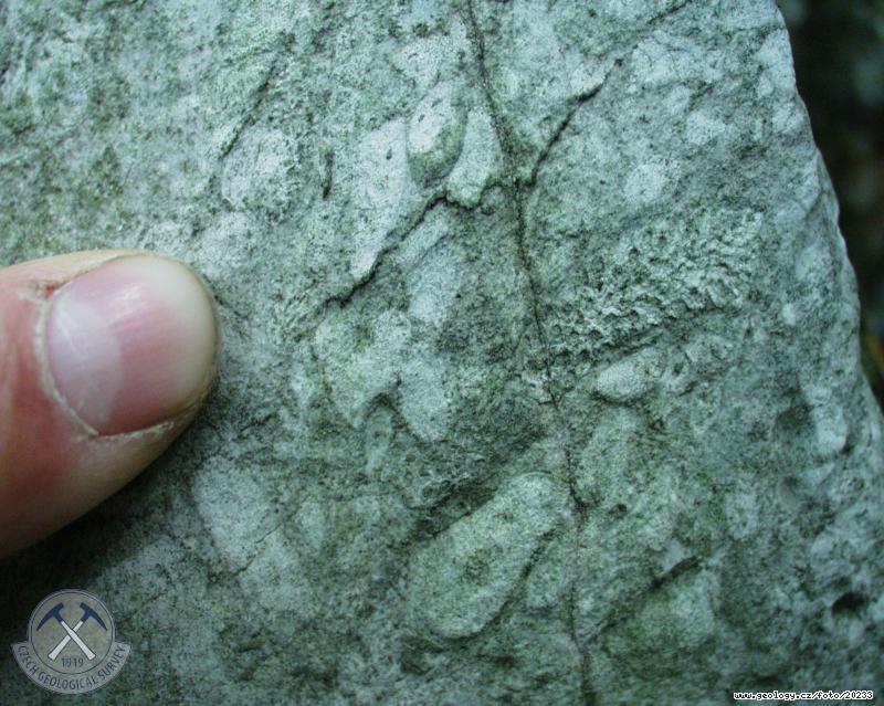 Fotografie Nad kostelíčkem: Detail fosílií, Nad kostelíčkem