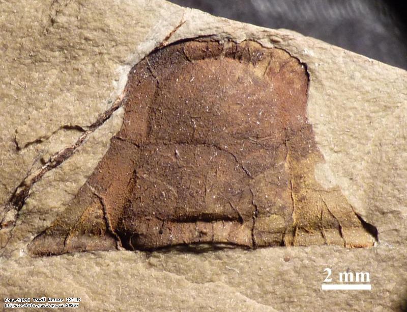 Fotografie Liobole (Liobole) glabra proxima: Trilobit Liobole (Liobole) glabra proxima, Sb�rky �GS
