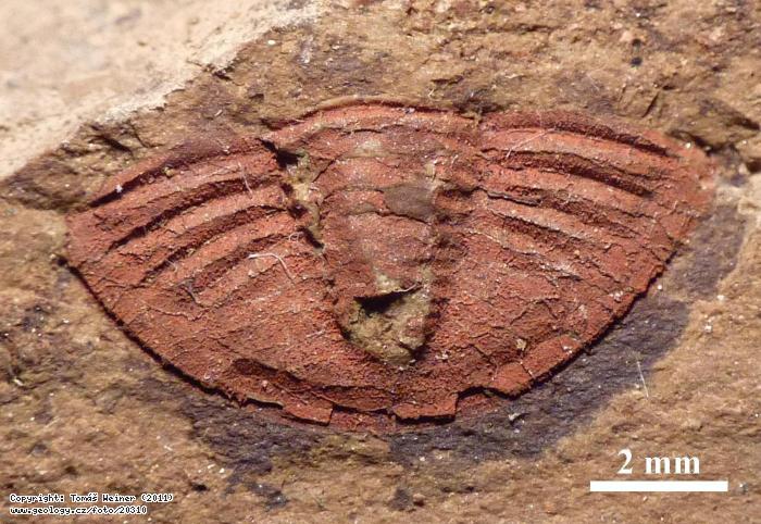 Photo : A trilobite Archegonus (Phillibole) habena, Sbrky GS
