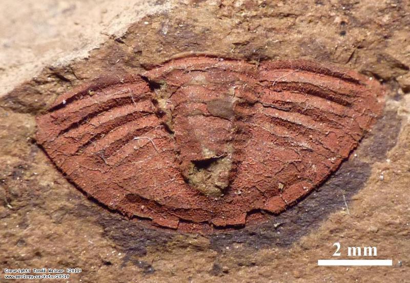 Photo : A trilobite Archegonus (Phillibole) habena, Sbrky GS