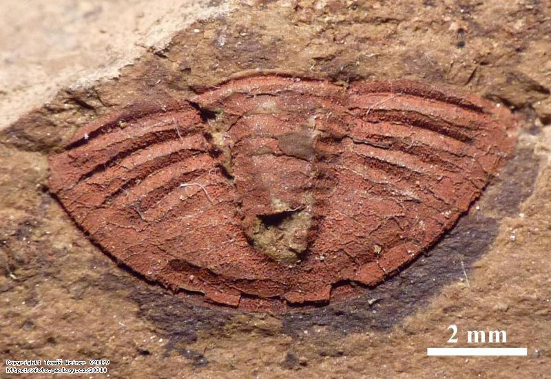 Fotografie Archegonus (Ph.) habena: Trilobit Archegonus (Phillibole) habena, Sb�rky �GS