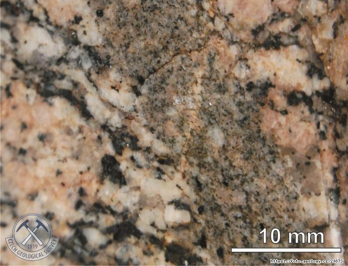 Fotografie Stelice: Stelice, Stelice