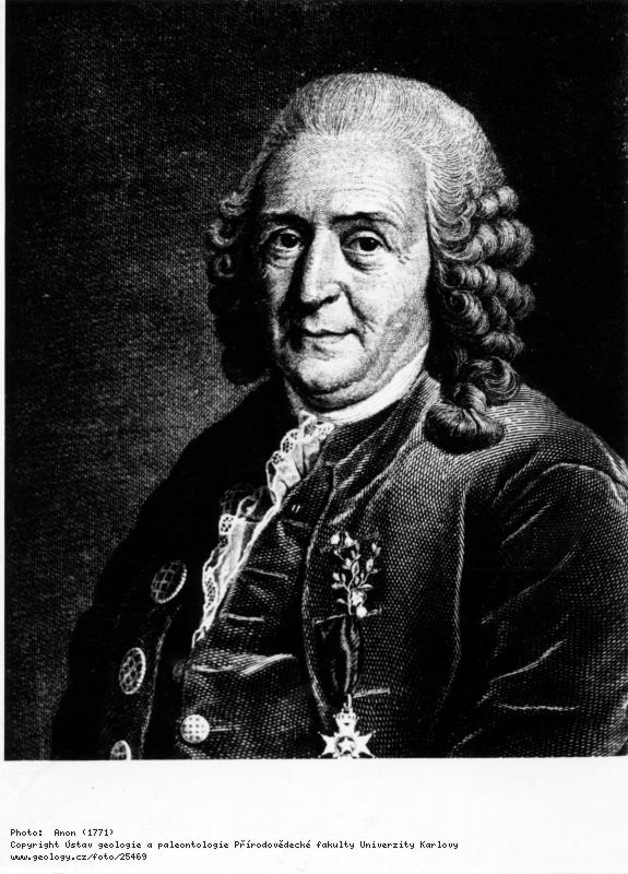 Fotografie Linné,  Carl  von (1707 – 1778): Linné,  Carl  von (1707 – 1778), 