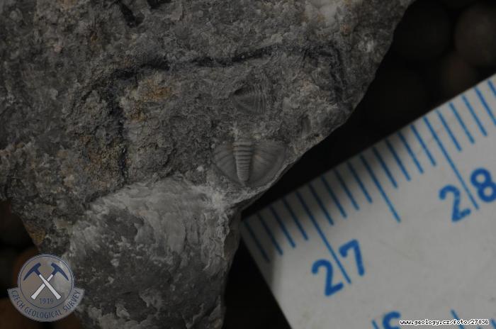 Fotografie Warburgella rugulosa rugulosa: Trilobit spodnch poloh lochkovskho souvrstv, Klonk u Suchomast